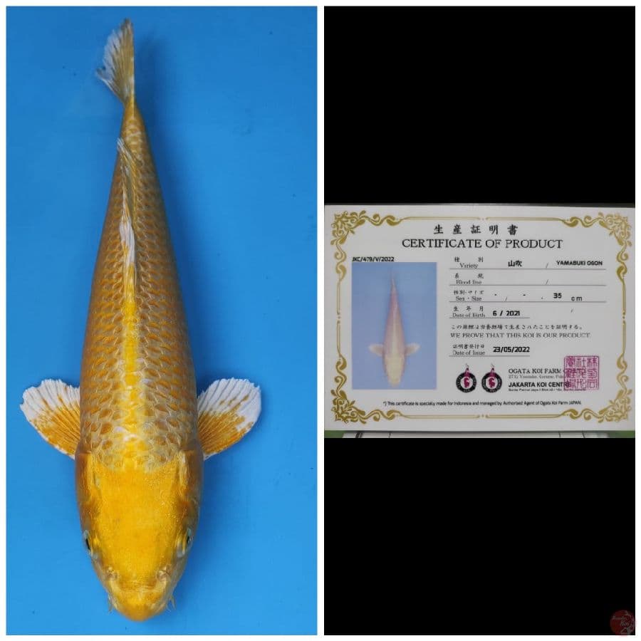 Ogata Yamabuki Ogon