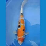 sanke pola keren 33 cm