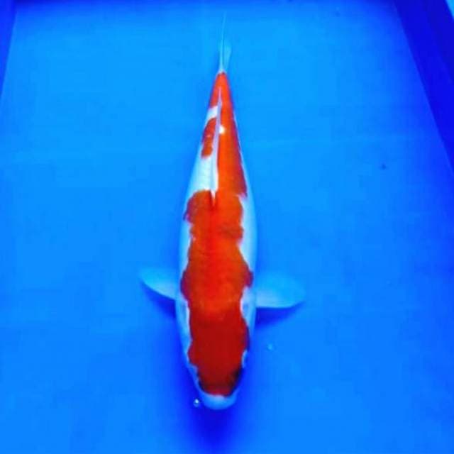 "Terpedo Land" Kohaku 34cm..