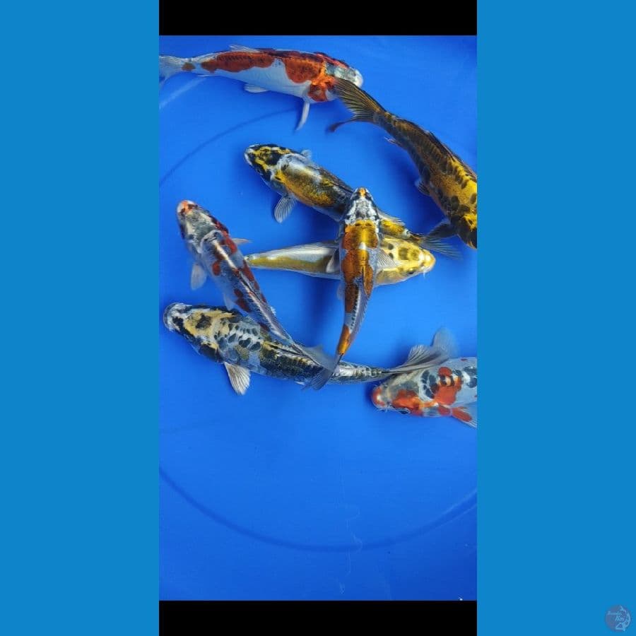 17 - 24 cm spesial paket kiko 10 ekor