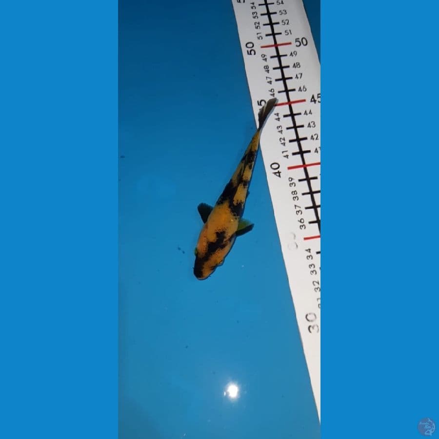 ki utsuri 12cm