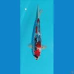 kanoko showa male 37 cm