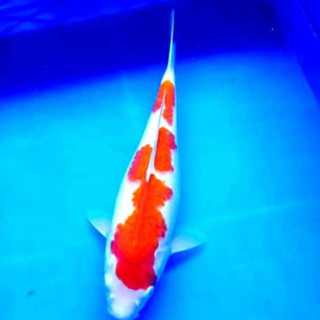 "Terpedo land" kohaku 32cm