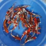 mix kojaku 20-25 cm 30 ekor