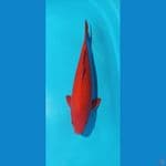 benigoi 44 cm male