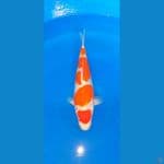 MARUTEN KOHAKU