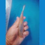 SQ karasi asagi 15 cm