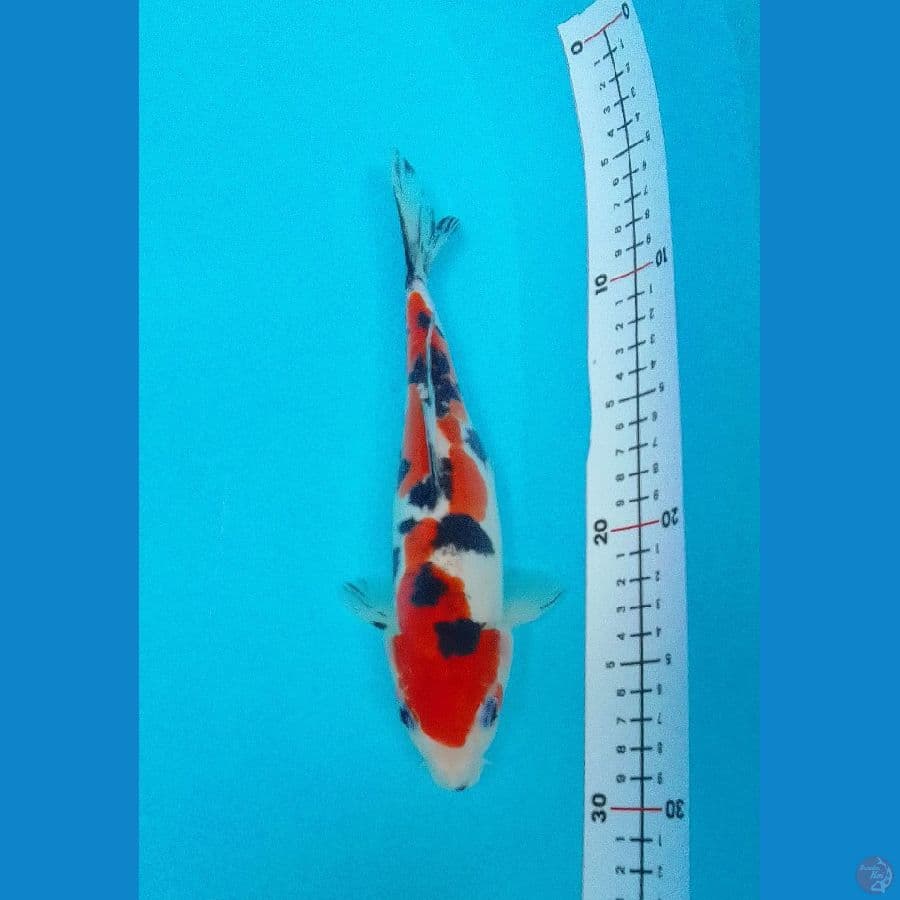 Sanke Doitsu SQ 25cm™