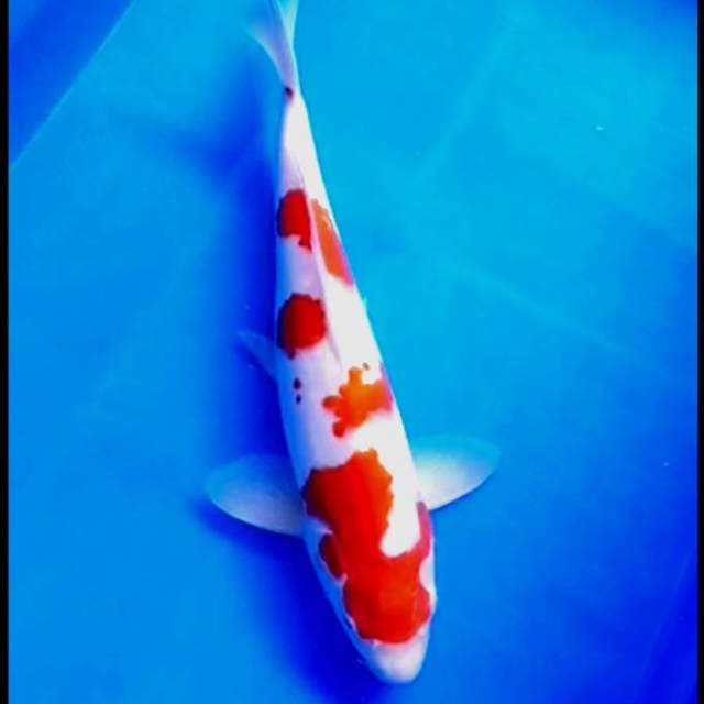 "Terpedo island" kohaku 32cm