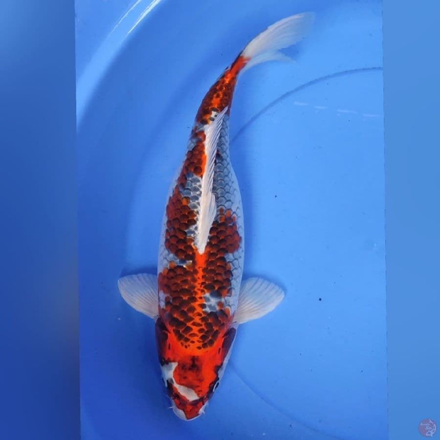 KOJAKU F45