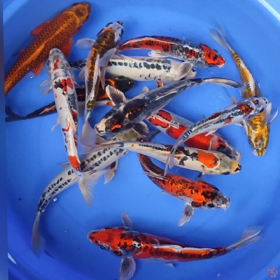 ROMBONGAN ANTIKAN 26-36CM 14EKOR