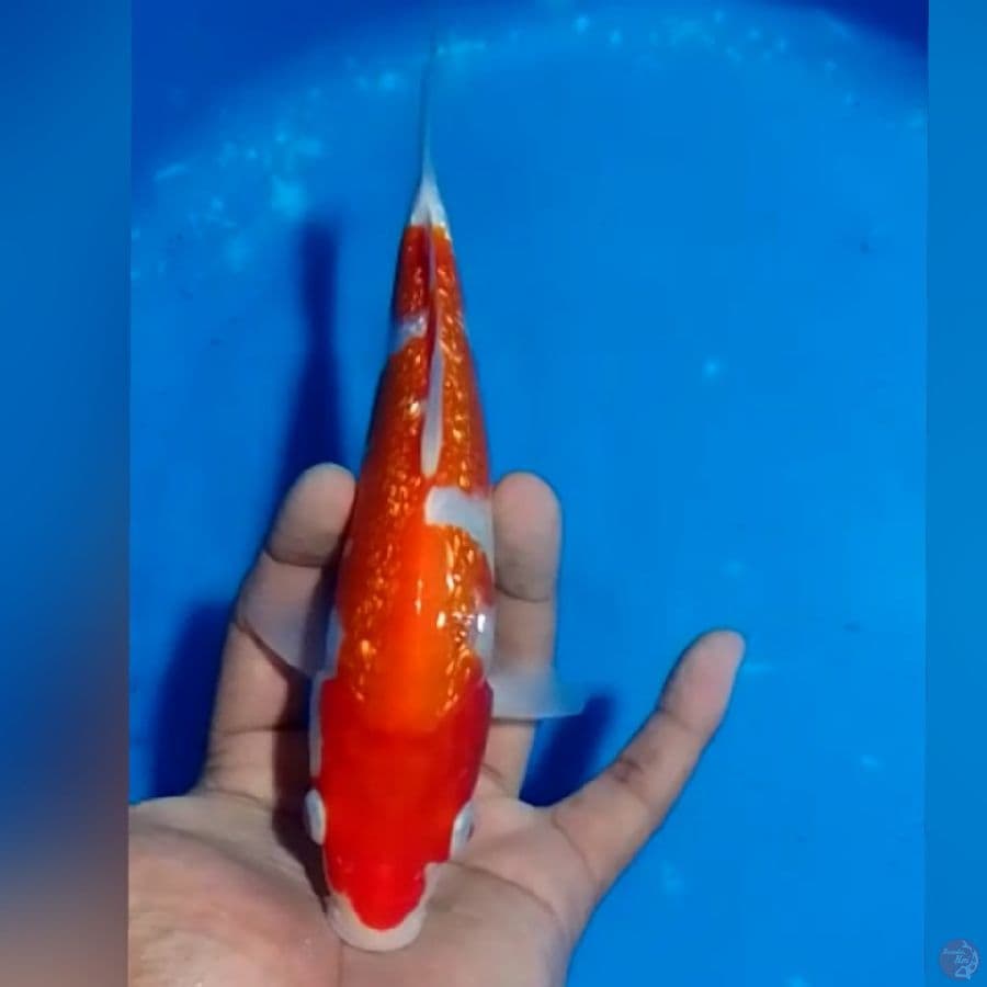 KOHAKU GINDRIN 22CM