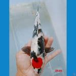 Tancho showa 28 bm