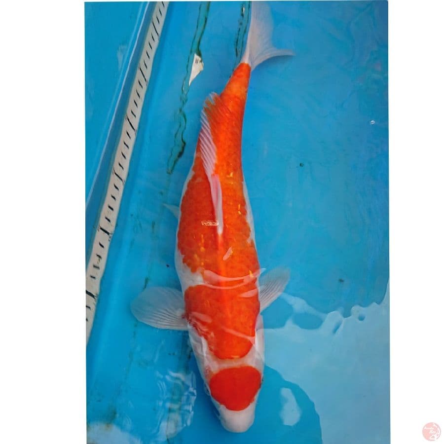 KOHAKU 38 CM