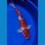 KOHAKU SETERONG 