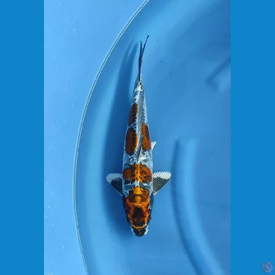 antikan 37cm male original