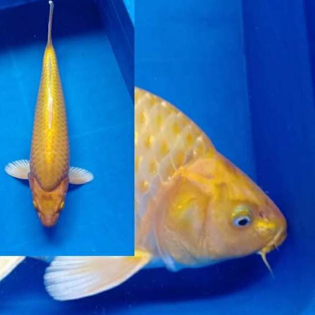 Super bulky F1 yamabuky ogon istimewa 39cm