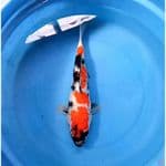Kindai showa 29cm male 
