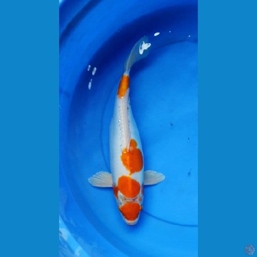doits antik 36 cm