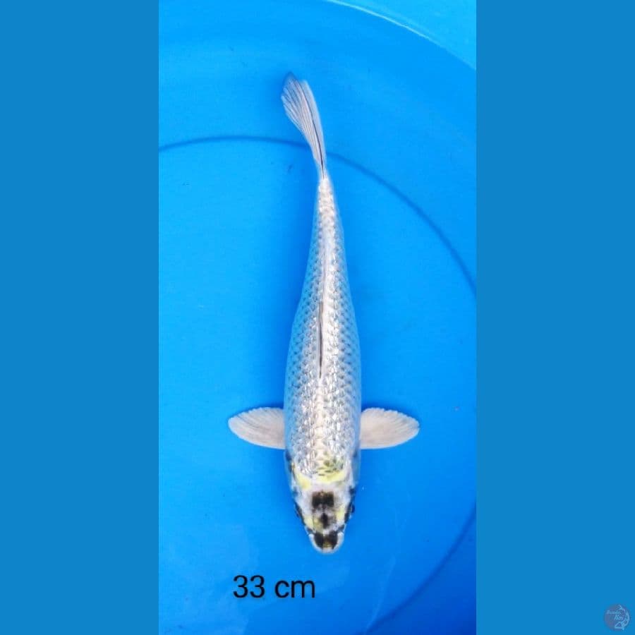 mukashi ginrin strong 33 cm