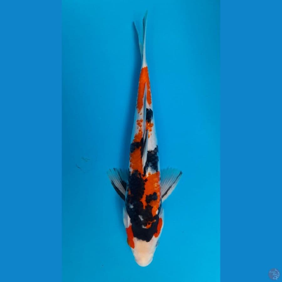 showa 31cm