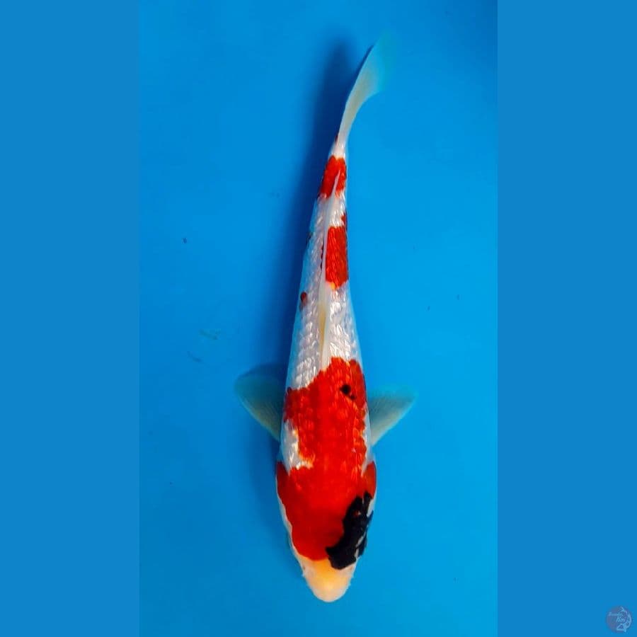 showa ginrin 28cm