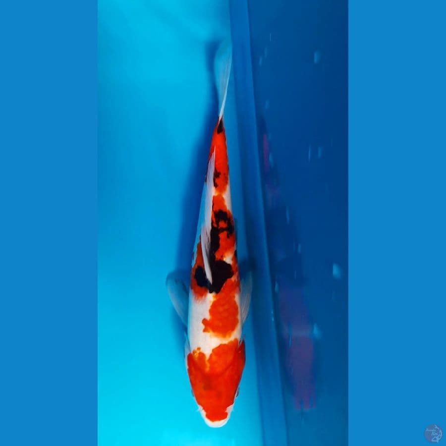 showa 29cm