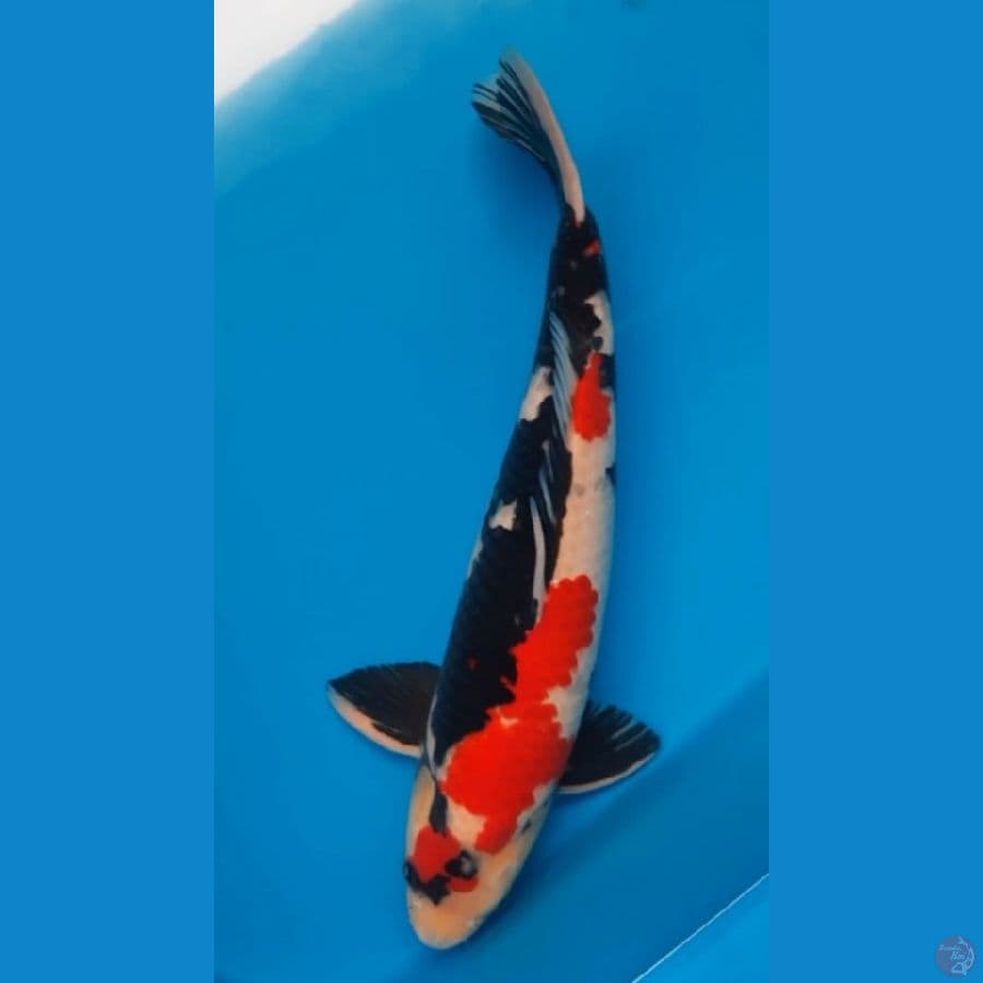 Showa jantan 50 cm