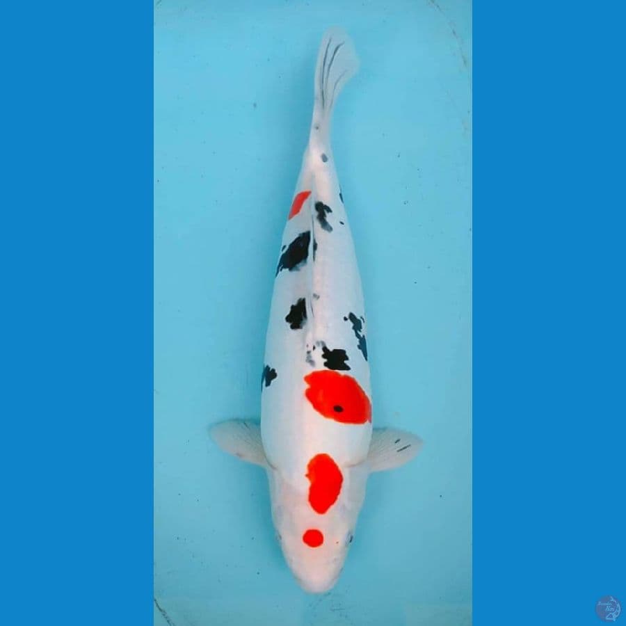 Doitsu Sanke jumbo 