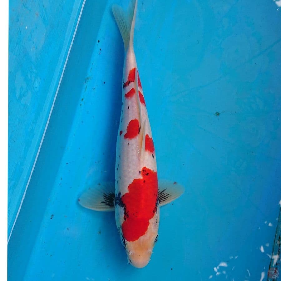BENIMATSUKAWABAKE 26 CM