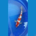 kohaku doit 47 cm