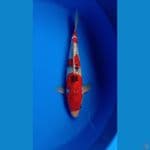GHOSIKI GINDRIN 33CM JANTAN RED STRONG BABY FACE