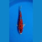 KURO GHOSIKI JANTAN 30CM JANTAN RED STRONG 