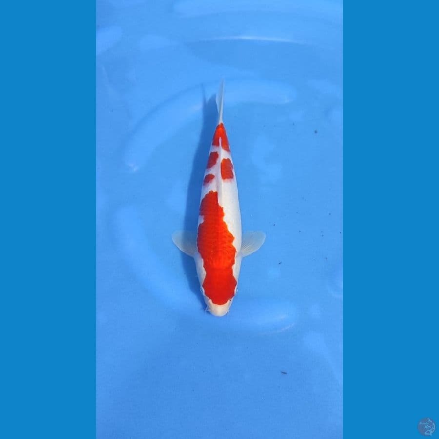 kohaku original 30cm jantan