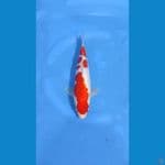 kohaku original 30cm jantan