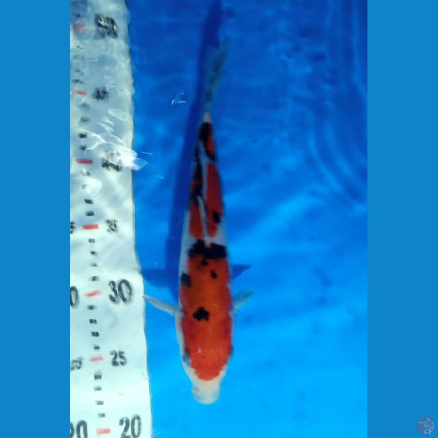 Sanke Ready Show 24 cm Merah Strong