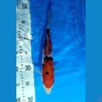 Sanke Ready Show 24 cm Merah Strong