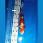 Kohaku Doit Original Merah Strong