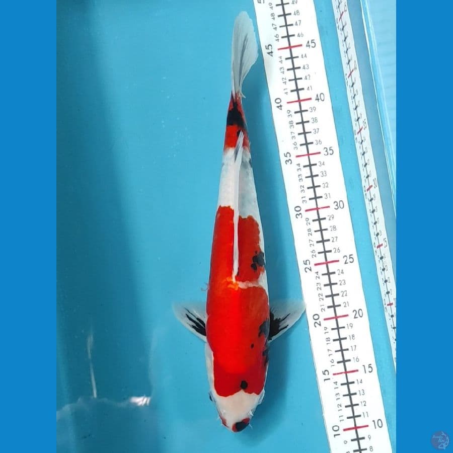35cm halus
