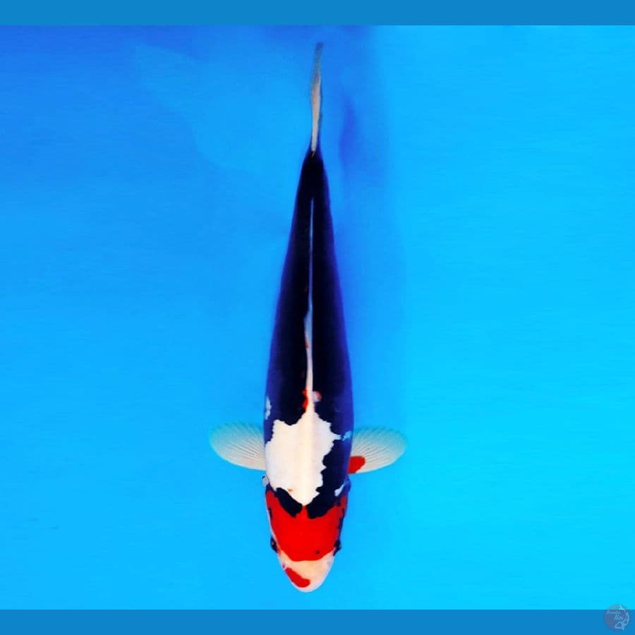 HATORI HANZO 2 ~ Beni Kumonryu 36 cm/male ™