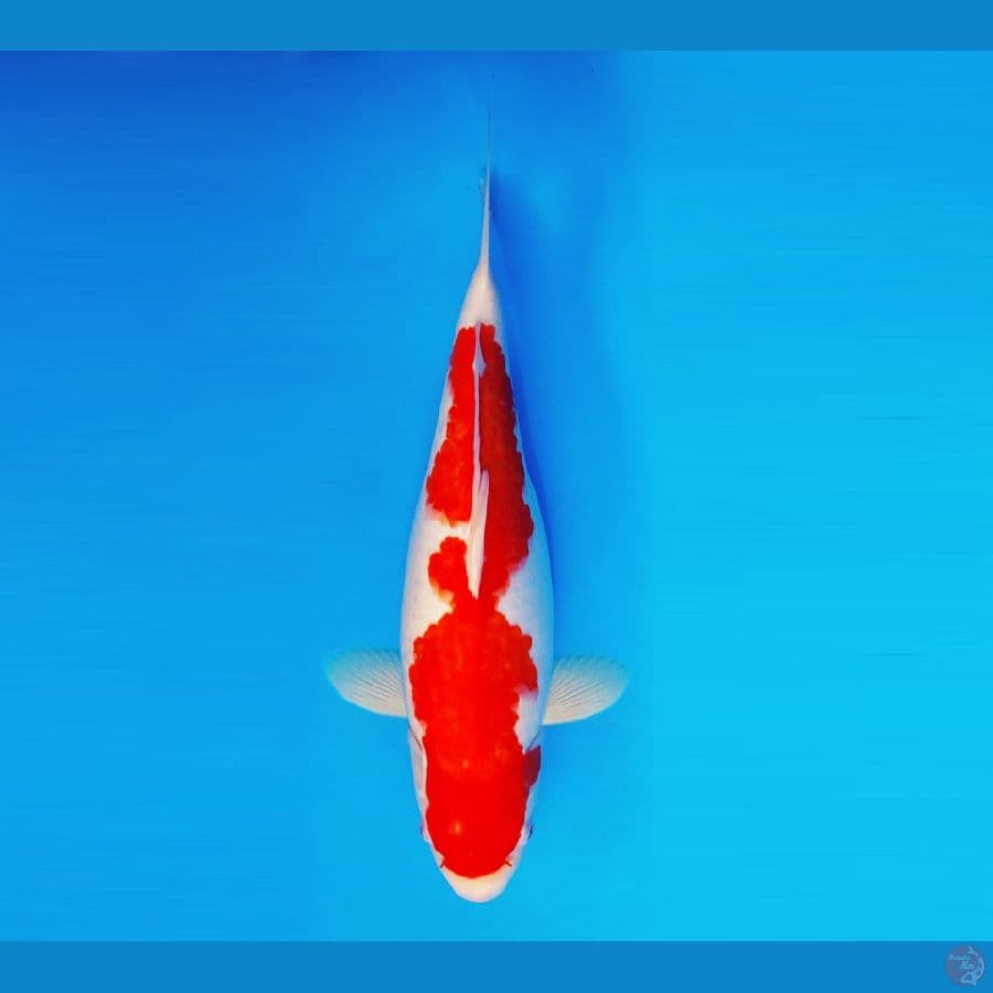 HATORI HANZO 4 ~ Kohaku 44 cm/fm ™