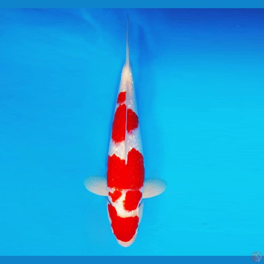 HATORI HANZO 5 ~ Kohaku Gin Rin 34 cm/male ™