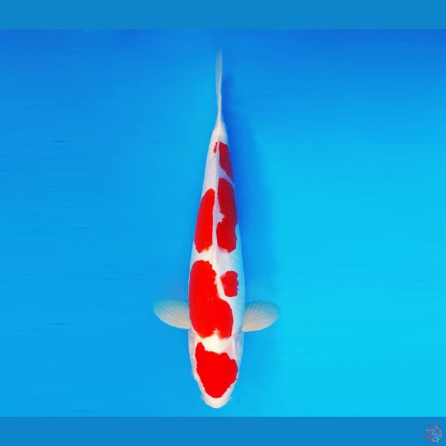 HATORI HANZO 16 ~ Kohaku Doitsu 38 cm/fm ™