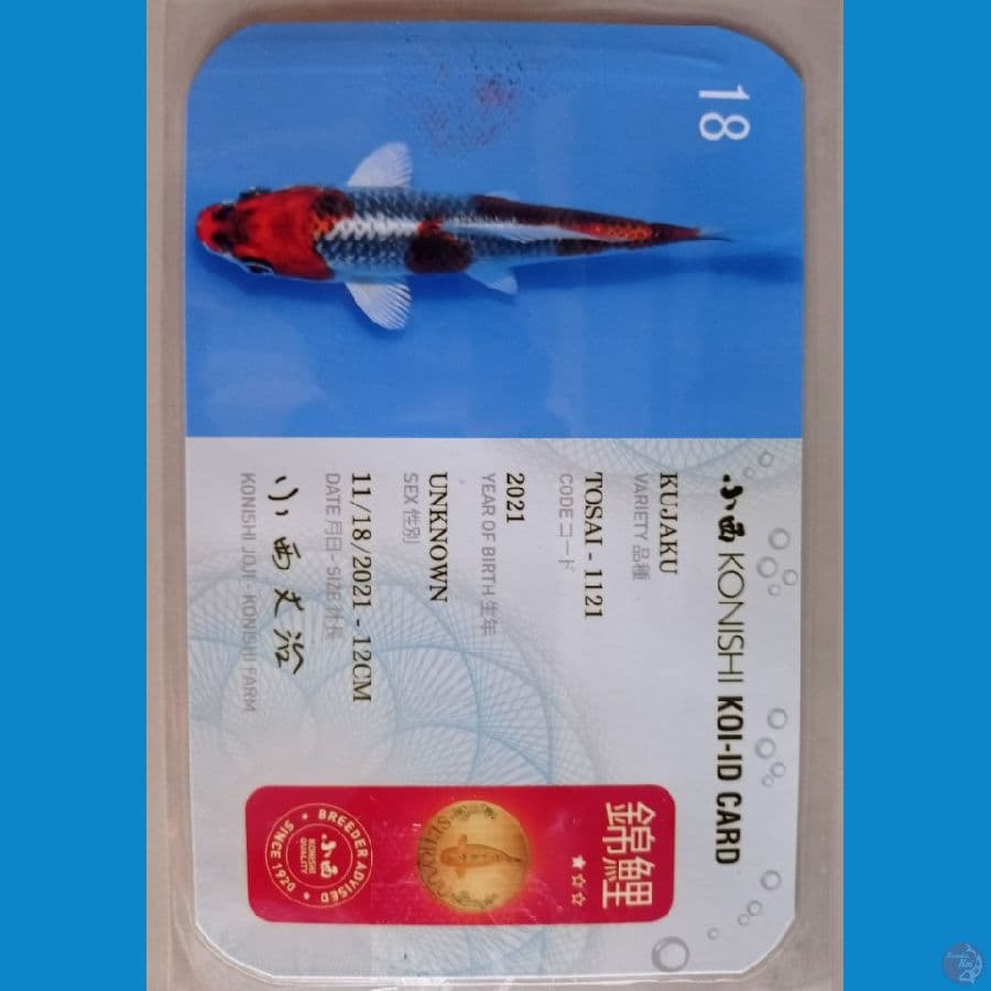kujaku KONISHI import serty