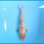 Sabi Koyo 25 cm