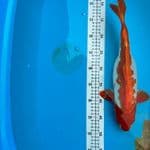 antik doit 39 cm