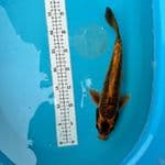 kabuto aragoke 34 cm