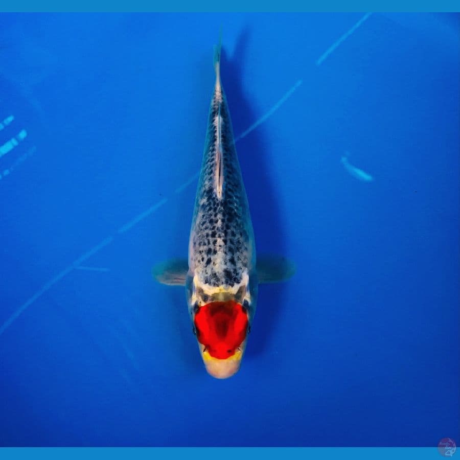 tancho goshiki 20cm