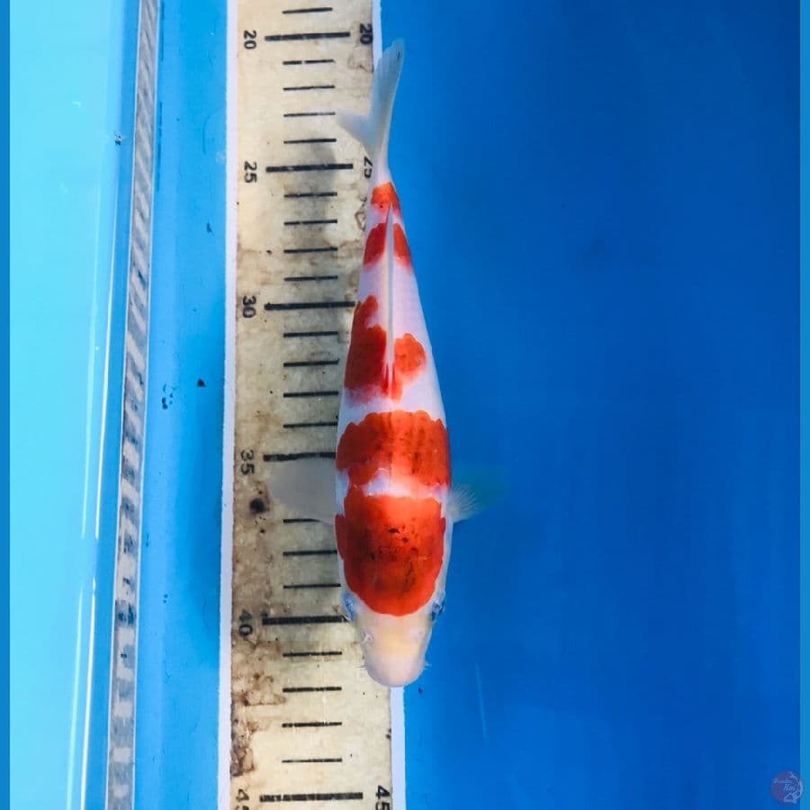 goromo 18cm