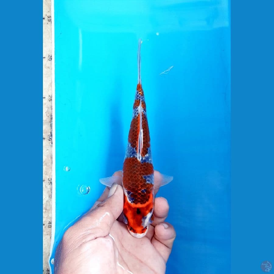 Goshiki 19cm